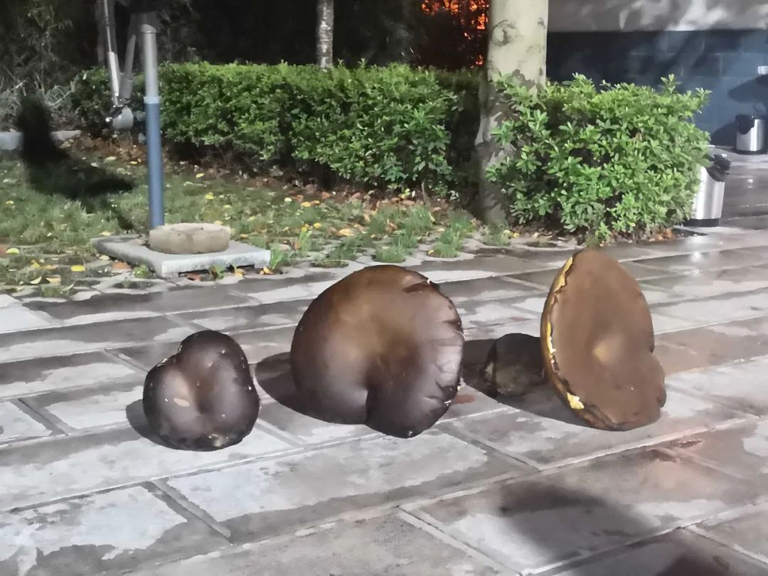 神奇!普洱一公安局内长出2.8公斤巨型牛肝菌!休闲区蓝鸢梦想 - Www.slyday.coM 神奇!普洱一公安局内长出2.8公斤巨型牛肝菌!休闲区蓝鸢梦想 - Www.slyday.coM