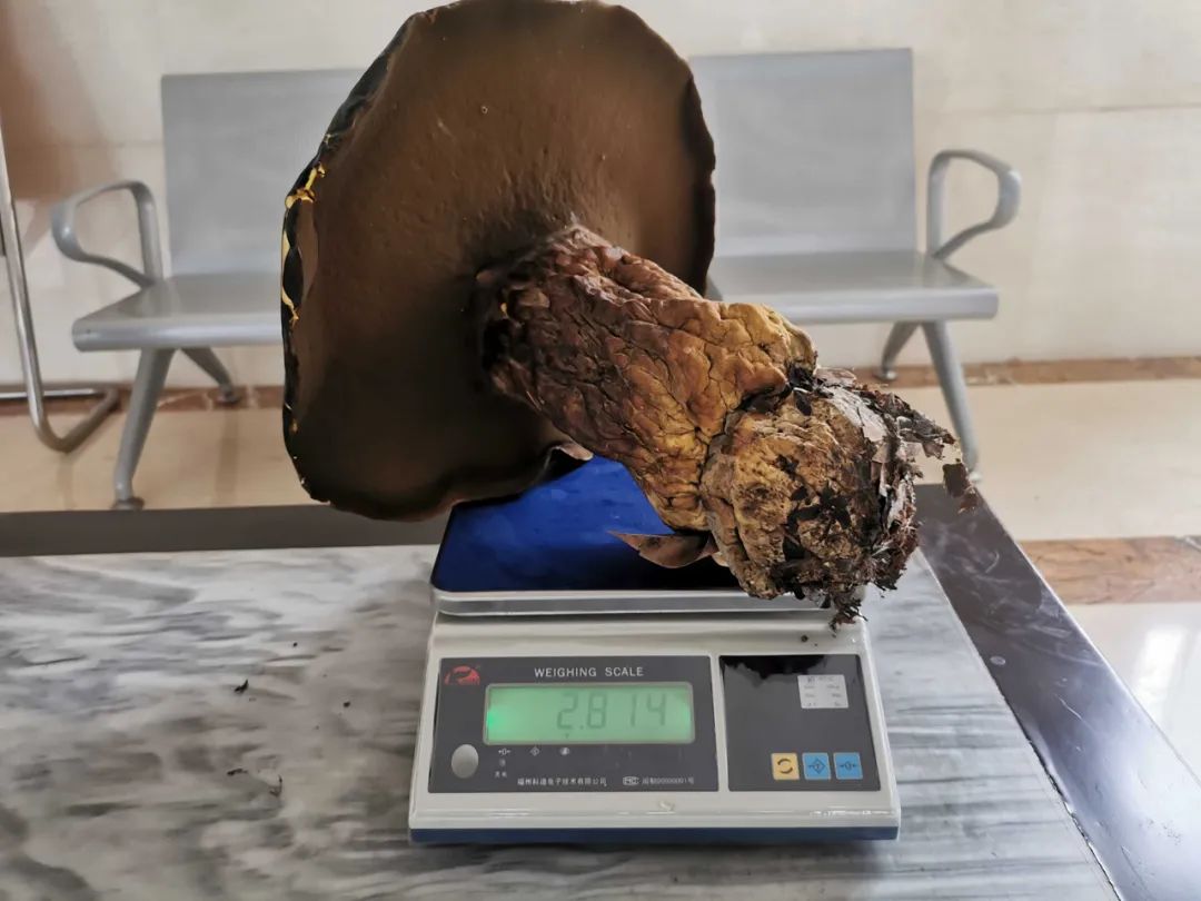 神奇!普洱一公安局内长出2.8公斤巨型牛肝菌!休闲区蓝鸢梦想 - Www.slyday.coM 神奇!普洱一公安局内长出2.8公斤巨型牛肝菌!休闲区蓝鸢梦想 - Www.slyday.coM