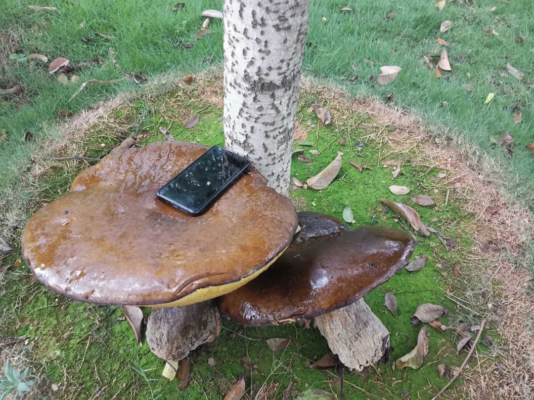 神奇!普洱一公安局内长出2.8公斤巨型牛肝菌!休闲区蓝鸢梦想 - Www.slyday.coM 神奇!普洱一公安局内长出2.8公斤巨型牛肝菌!休闲区蓝鸢梦想 - Www.slyday.coM