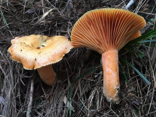 错误三:掰开蘑菇有乳汁或变色的有毒至于毒蘑菇致大米,大蒜或灯芯草