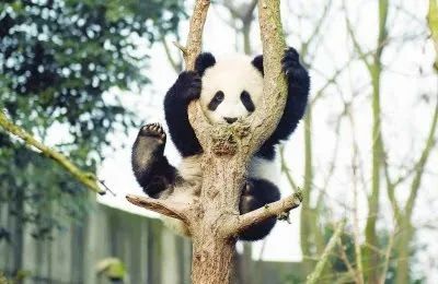 在四川成都大熊猫繁育研究基地拍摄的一只挂在树上的大熊猫.