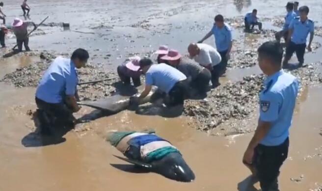 台州最后一头搁浅瓜头鲸状态不容乐观