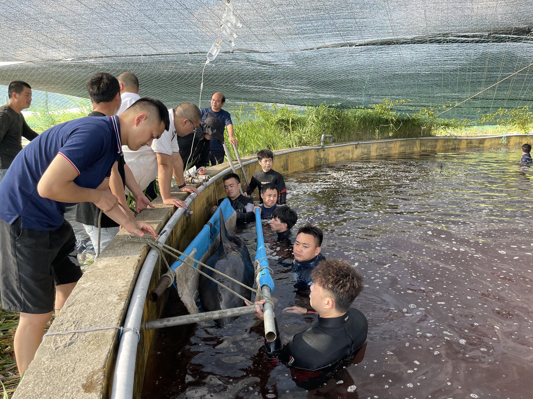 7月8日,工作人员就地取材,为瓜头鲸制作了一副简易“担架”。图源:临海市委宣传部