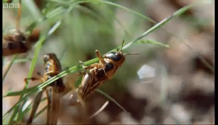 与之相反,拥有四阶段生命周期的完全变态昆虫会在幼虫阶段完成全部的
