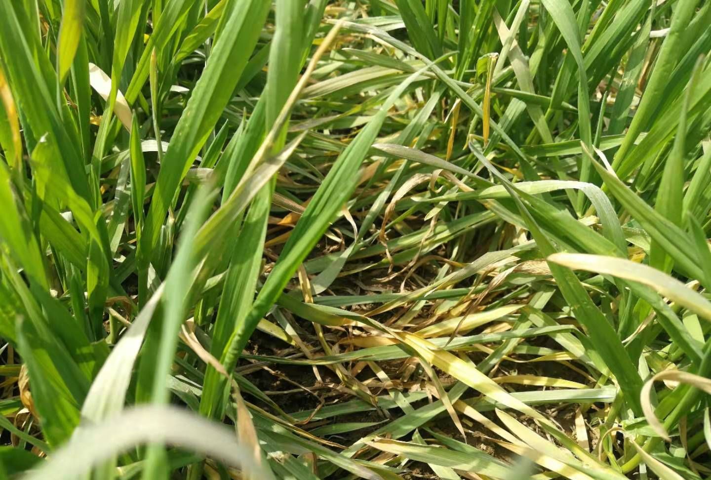 咱种棉花，每年施肥都得又补钾又补镁，有没有一种肥能同时补这俩，还不互相影响的呀？