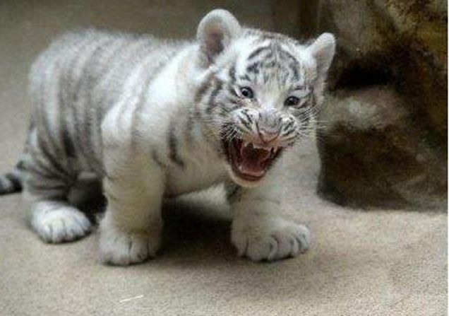 小老虎模仿妈妈张牙舞爪，本想显露下自己的王性，结果没人怕它！