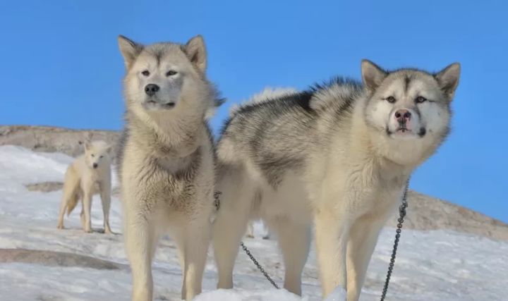犬,加拿大爱斯基摩犬,格陵兰犬等雪橇犬已经成为了广大群众的热爱