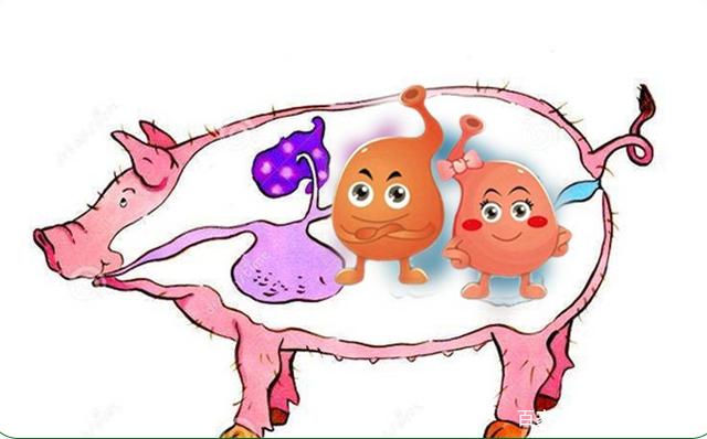 非洲猪瘟有哪几个国家?