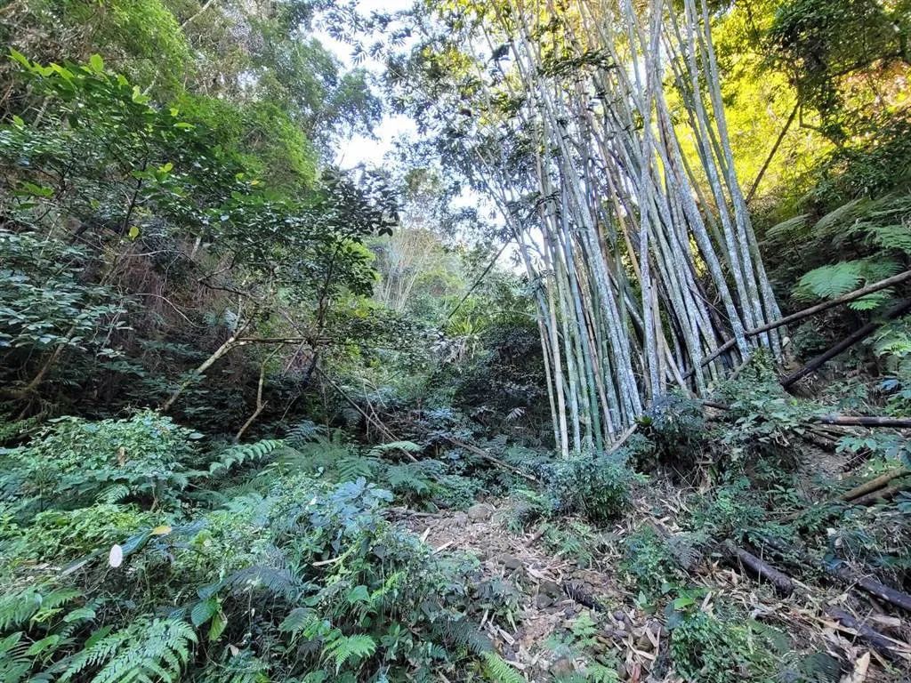 台湾离奇命案!三具遗体吊挂树林!