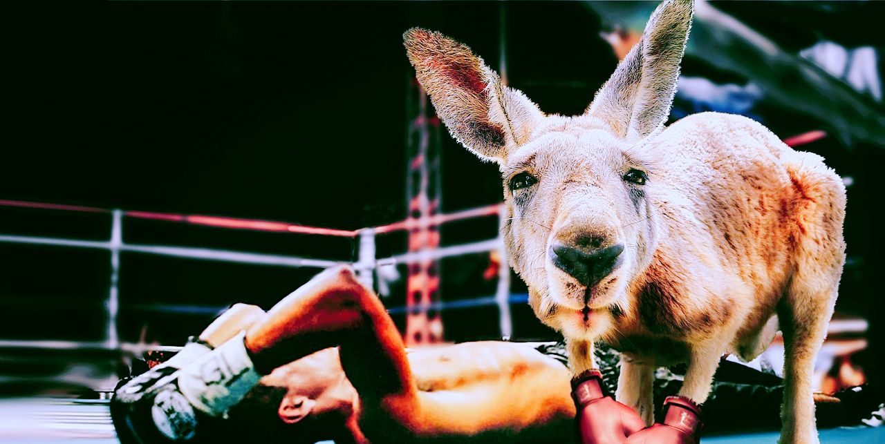 悲惨的澳洲“国宝”，拳王泰森都不敢招惹，却被送上了餐桌