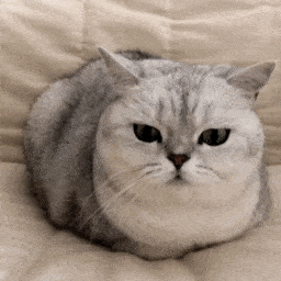 表情包可爱猫猫吐舌头