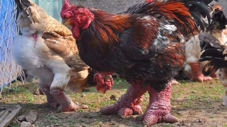 世界上最贵的六种鸡中国名鸡上榜一只鸡就价值一套豪宅