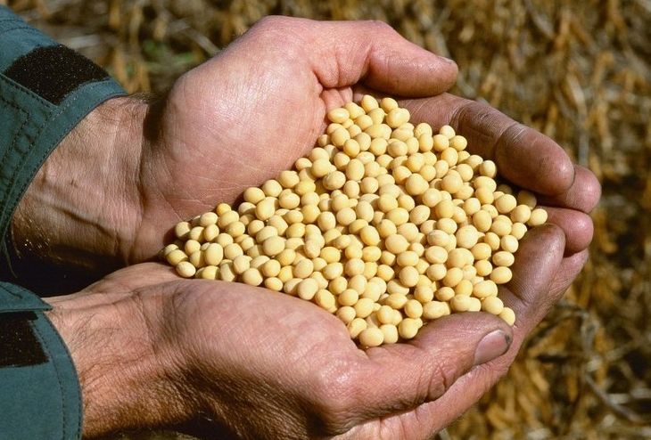 现在可以种大黄豆了吗 29cd-3c138a8e29e7429e86b8d1c67949ab16.jpg