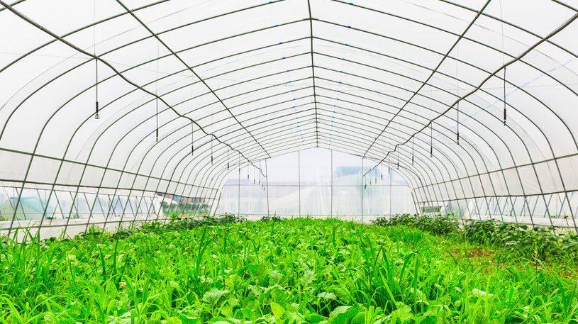 反季节大棚蔬菜种植技术要点提高反季节蔬菜的产量和质量