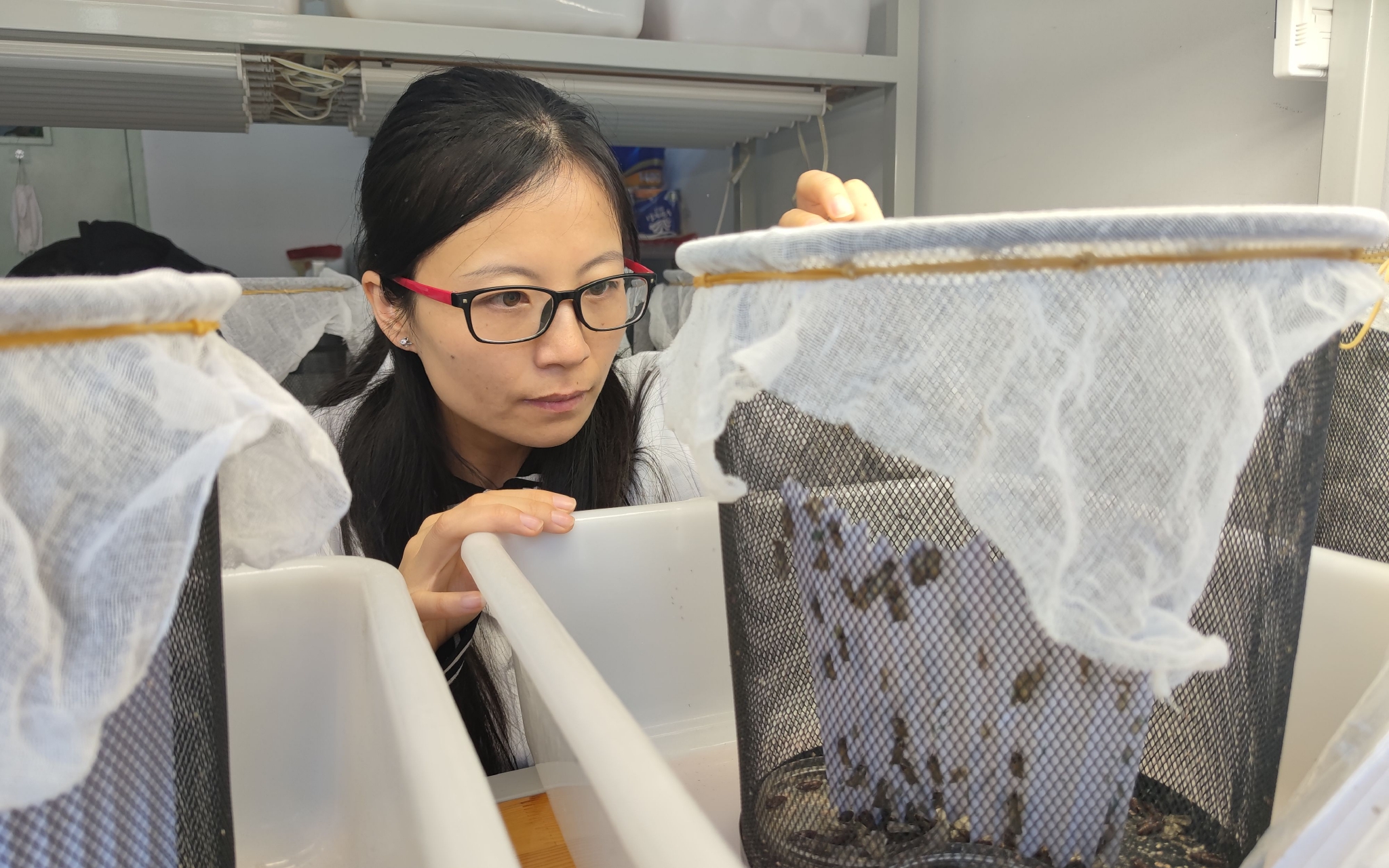 中国农科院植保所副研究员崔丽在实验室里忙碌。新京报记者 王巍 摄