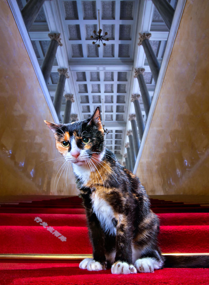 为感谢服役277年的猫咪，<a href=