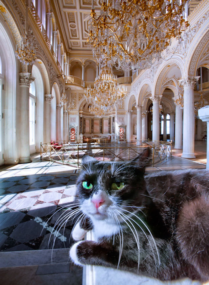 为感谢服役277年的猫咪，<a href=