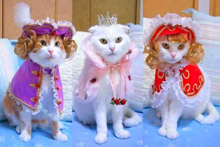 为感谢服役277年的猫咪，<a href=