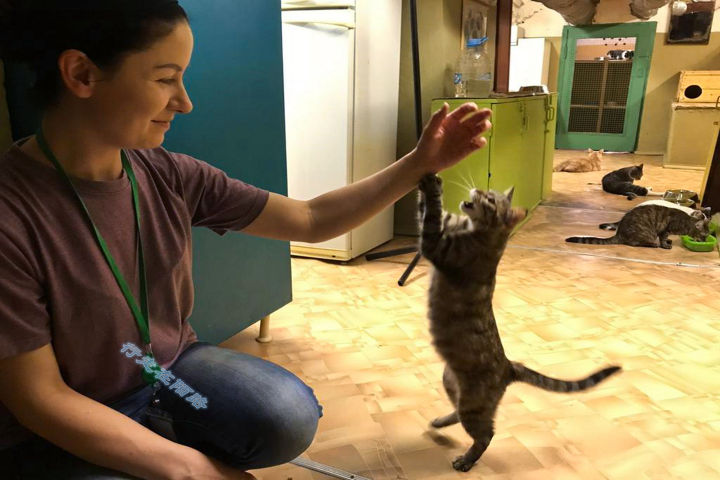 为感谢服役277年的猫咪，<a href=