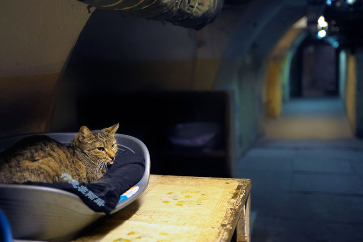 为感谢服役277年的猫咪，<a href=