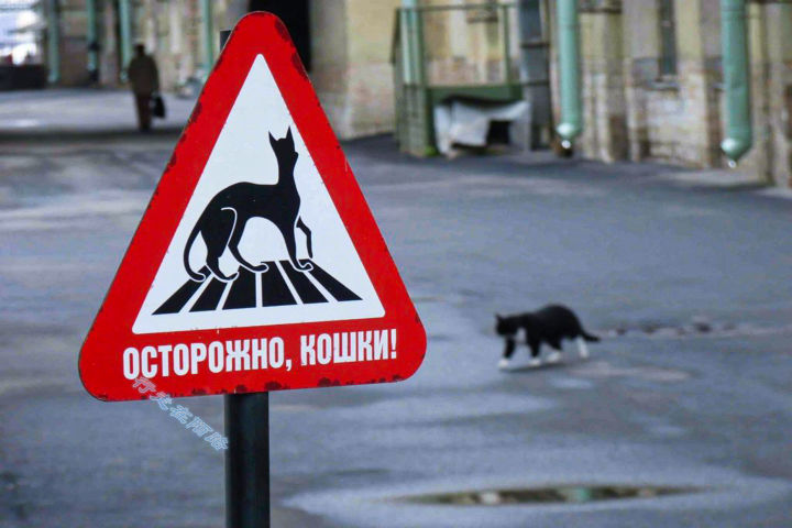 为感谢服役277年的猫咪，<a href=