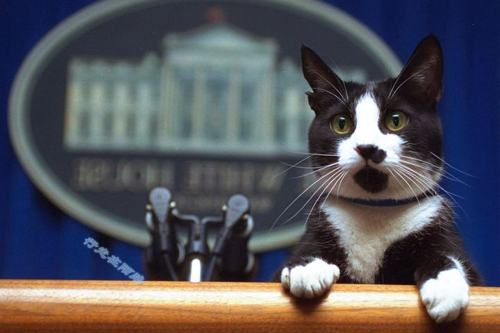 为感谢服役277年的猫咪，<a href=