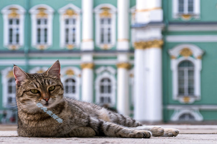 为感谢服役277年的猫咪，<a href=