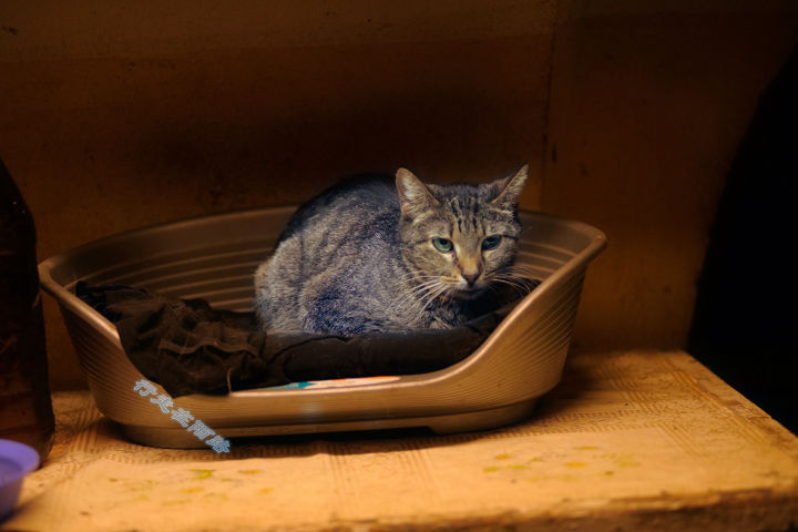 为感谢服役277年的猫咪，<a href=