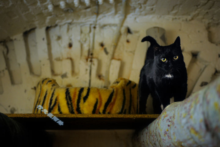 为感谢服役277年的猫咪，<a href=