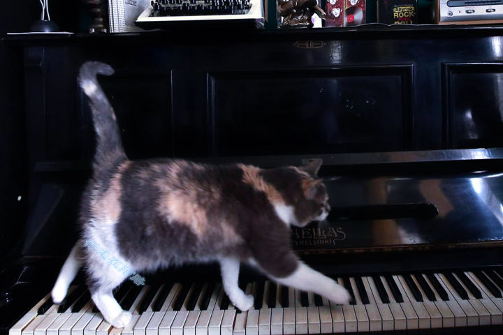 为感谢服役277年的猫咪，<a href=