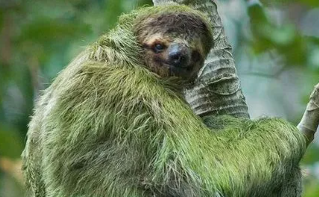 树懒生活习性揭秘 树懒为什么行动如此缓慢
