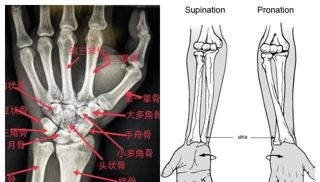 腕关节与手掌旋转图(图片来自网络)有网友又说成龙口中的"双骨"其实