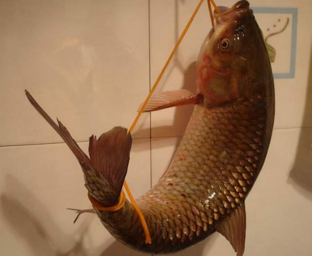 弓鱼术奥秘 鱼离水存活原理是什么