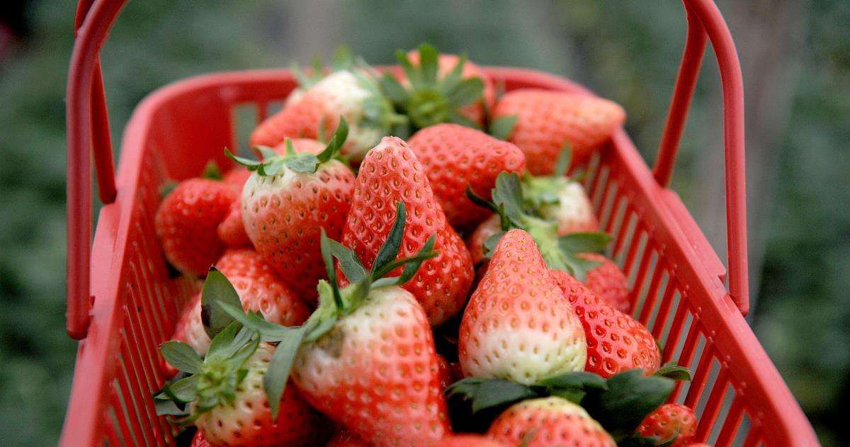 大草莓的前世今生：我们能吃到大草莓，得感谢310年前的<a href=