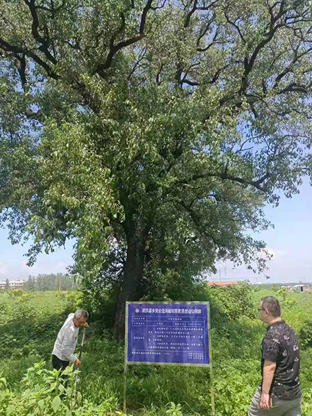  江苏省泗洪县乡贤公益诉讼观察员清理立牌保护的古树周围环境 