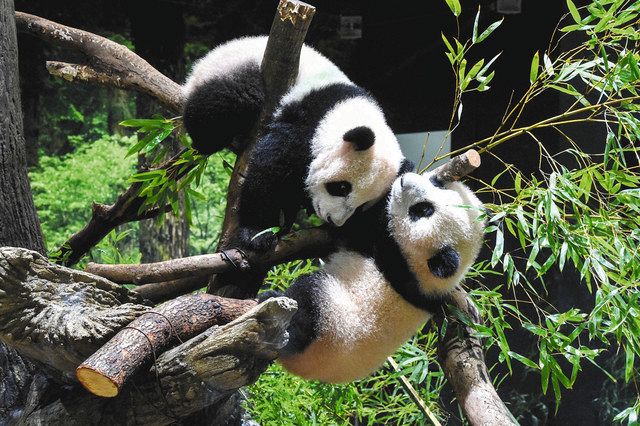 “晓晓”(上)和“蕾蕾”(下),图自上野动物园