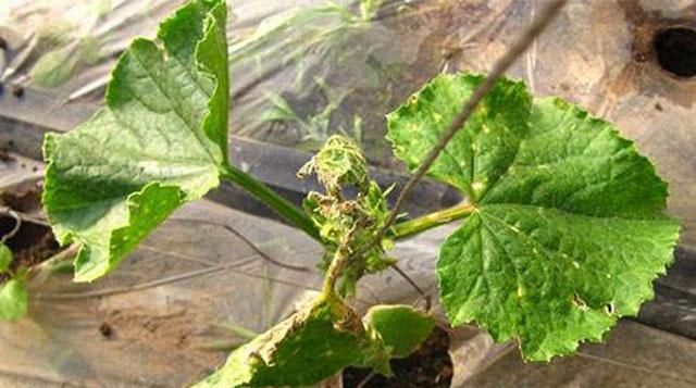 1.生长点发病:出现烂头,其下丛生侧芽,心叶枯萎,形成秃桩.