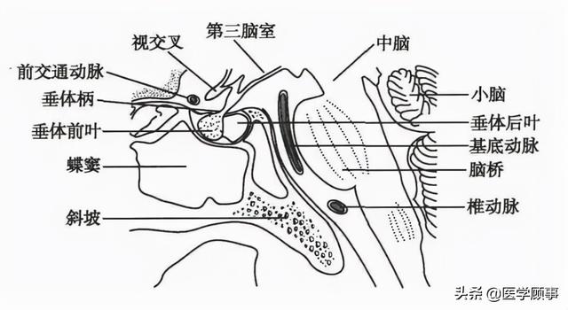 蝶鞍区的应用解剖