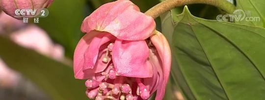 广州:春节临近 年桔、绿植再度成为节前热销品休闲区蓝鸢梦想 - Www.slyday.coM 广州:春节临近 年桔、绿植再度成为节前热销品休闲区蓝鸢梦想 - Www.slyday.coM