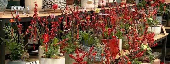 广州:春节临近 年桔、绿植再度成为节前热销品休闲区蓝鸢梦想 - Www.slyday.coM 广州:春节临近 年桔、绿植再度成为节前热销品休闲区蓝鸢梦想 - Www.slyday.coM