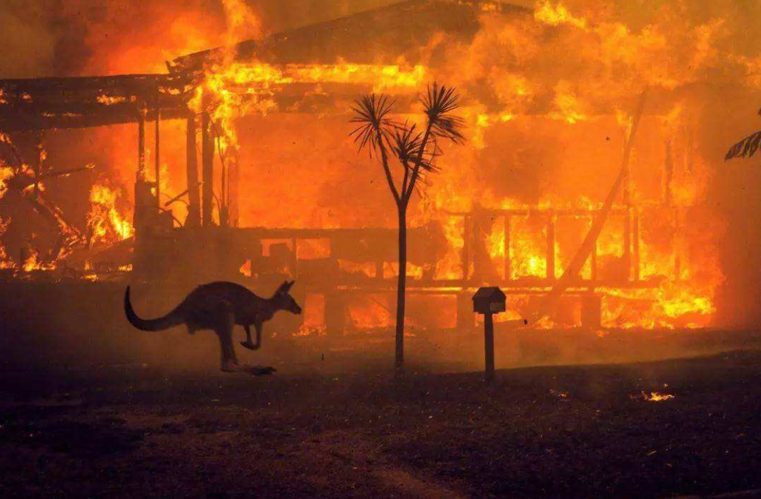 超50度高温袭击澳洲！地球怎么了？专家警告：第六次大灭绝开始了