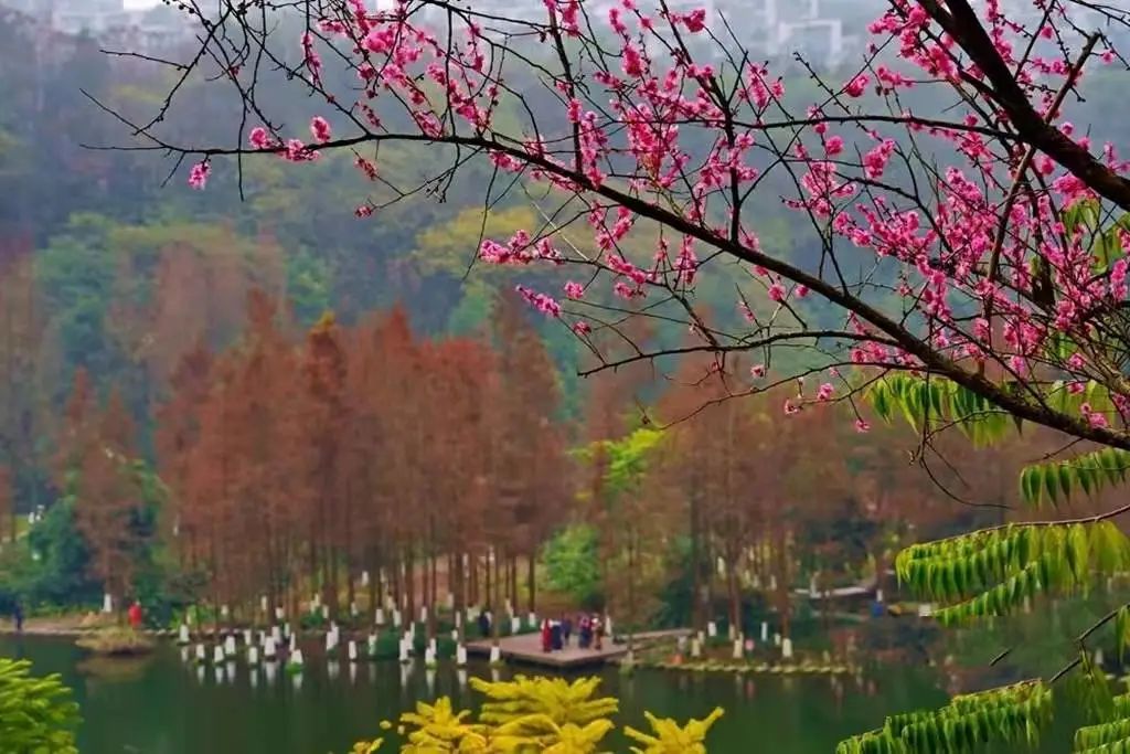 近日，九龙坡彩云湖畔梅花盛开，暗香浮动，成为寒冬里一道别样的风景。中国天气 图