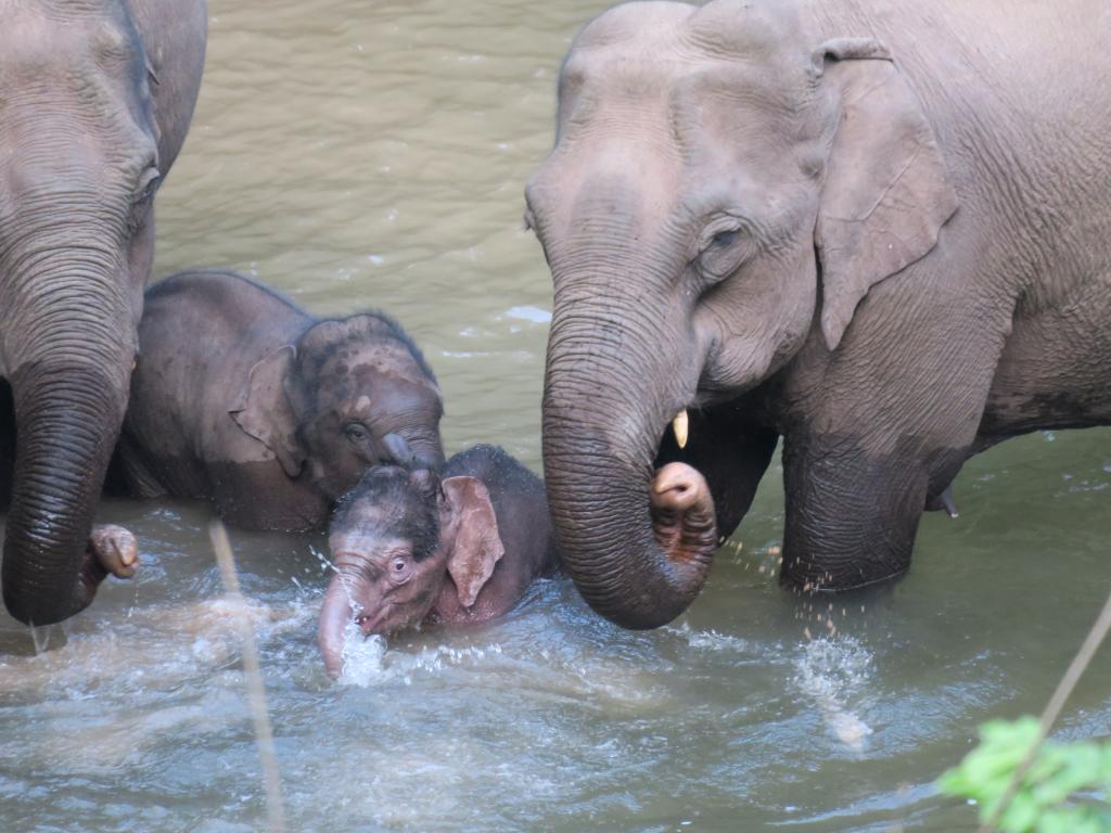  图为2022年1月13日拍摄的大噜包家族及新生小象。（野象谷景区供图）