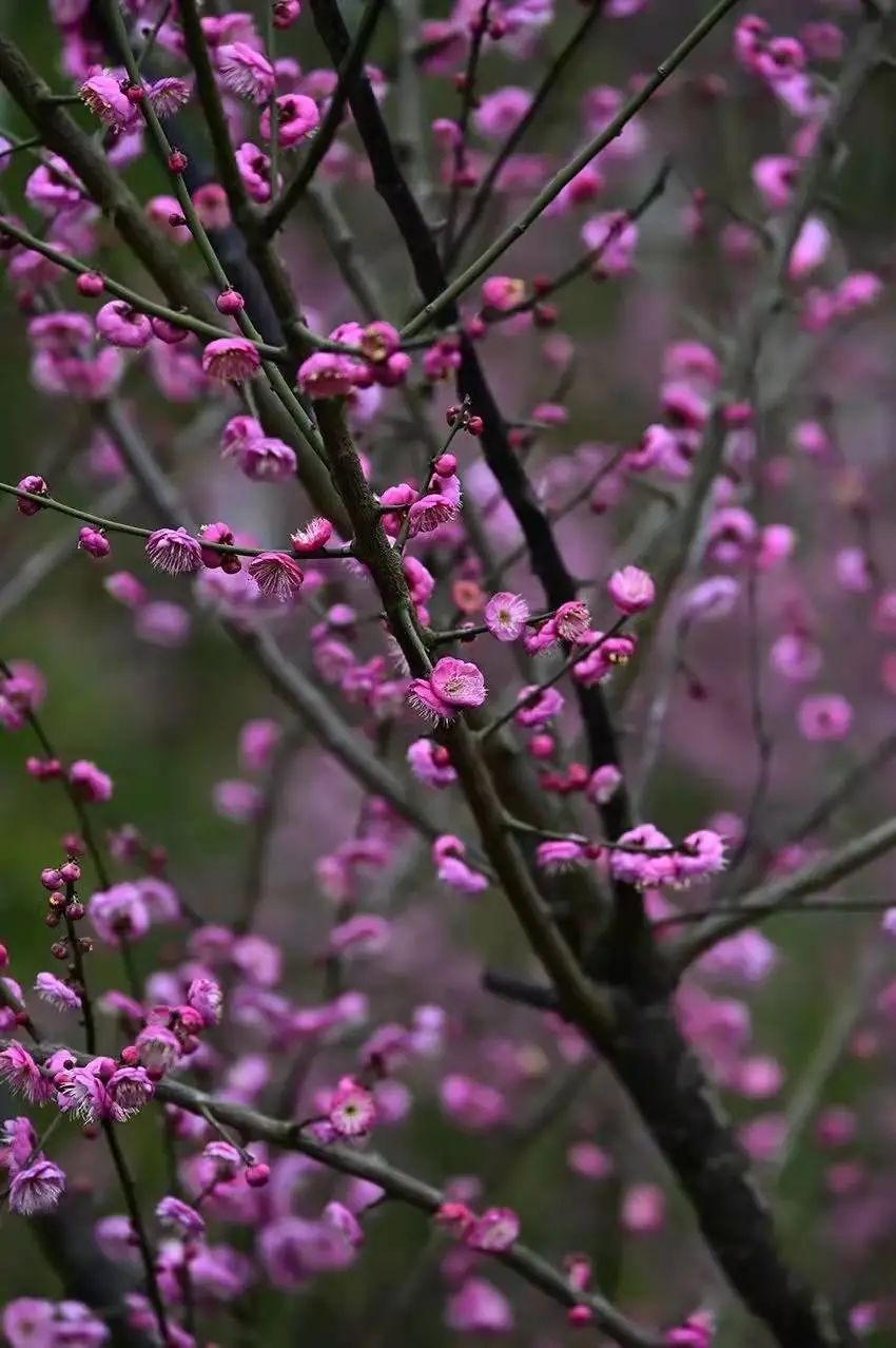 一朵朵粉红的梅花挂满枝头，花蕊被花瓣层层包裹，甚是迷人。徐春茂 摄