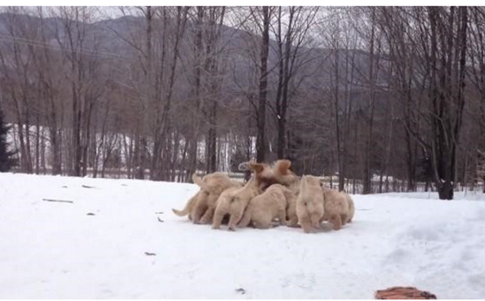 金毛一家在雪地撒欢，小狗高兴得扑倒妈妈，母金毛被逼得连连后退