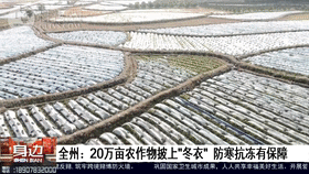 【乡村振兴】桂林这个地方20万亩农作物“穿衣戴帽”，应对霜冻有一套