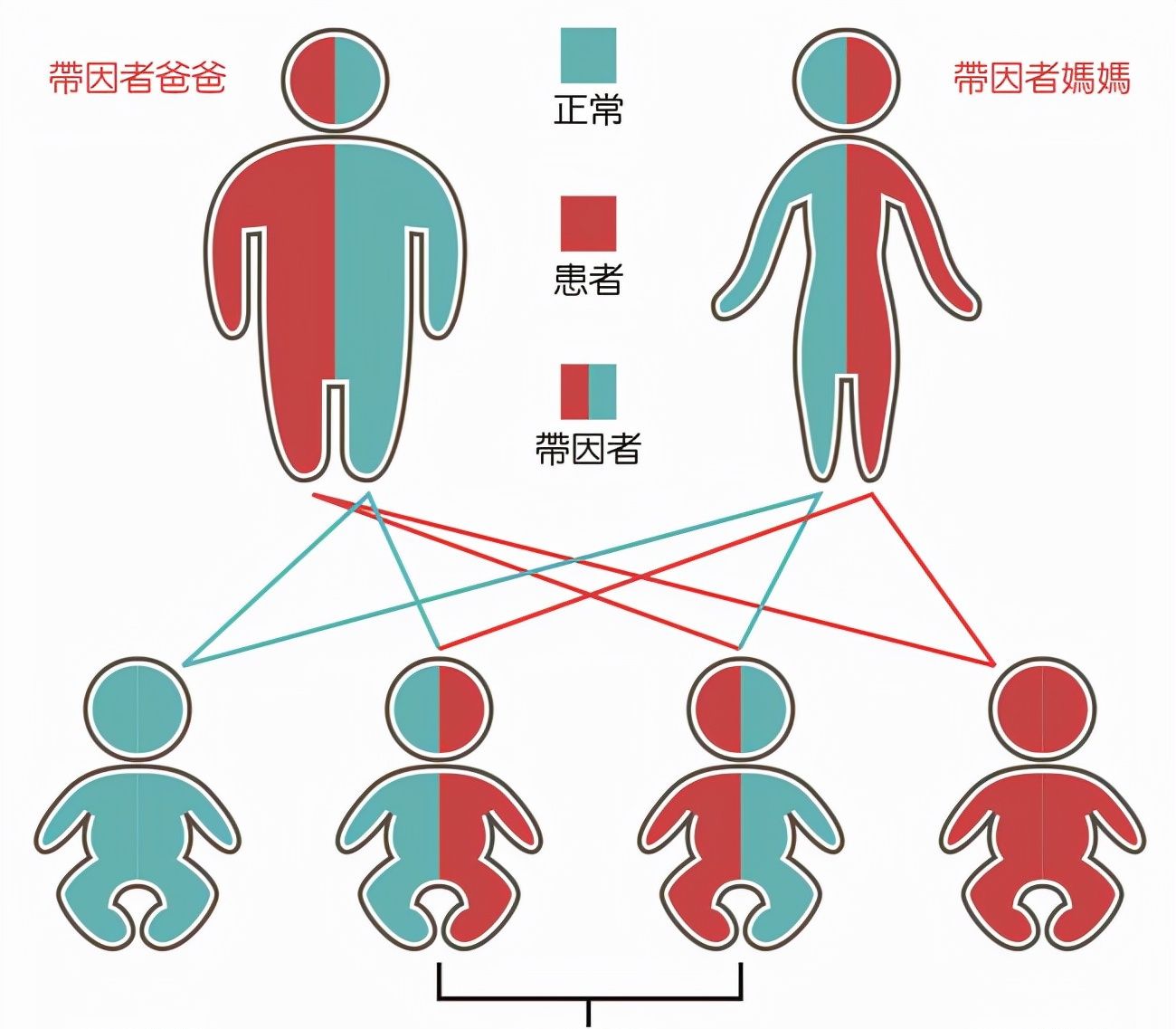 动物近亲繁殖危害 宠物回交为何屡禁不止