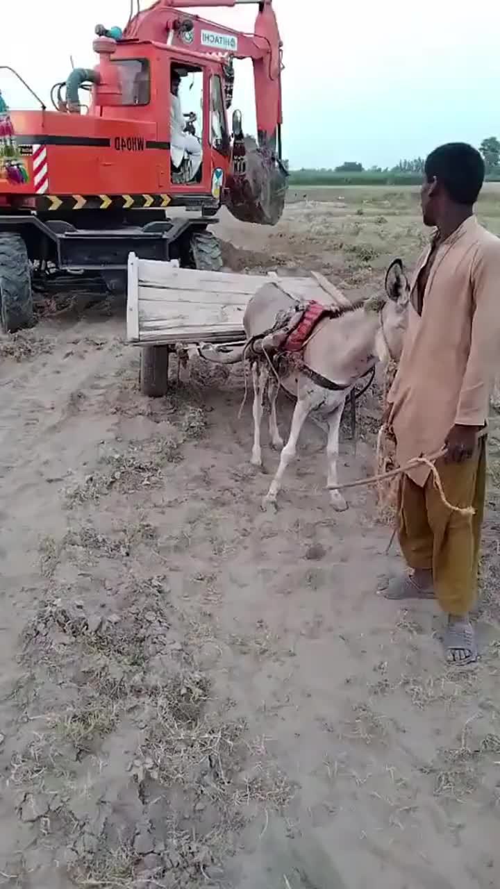 驴我那在生产队的大哥都不敢这么拉