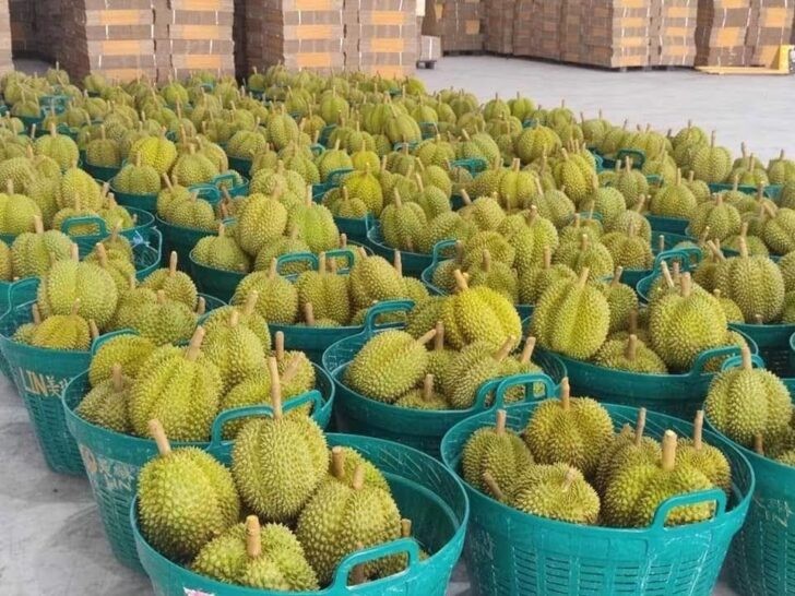泰国拟考虑向中方提议增加出口渠道，经越南对华出口水果