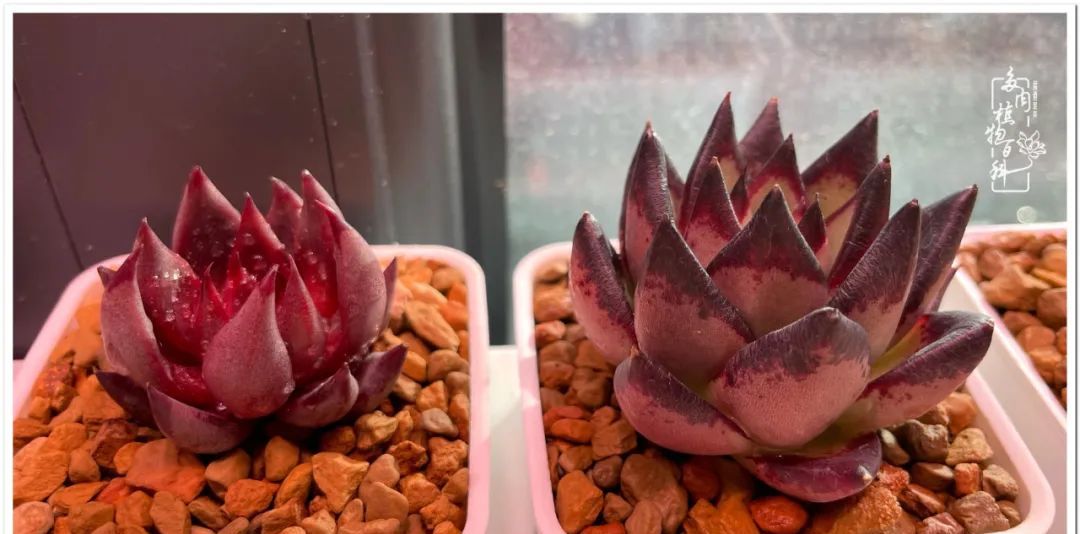 多肉种植过程详解 8718-01f2ab9cd0164947eb755c649e7380ec.jpg